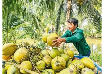 Để ngành dừa phát triển bền vững