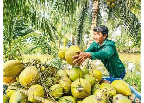 Để ngành dừa phát triển bền vững