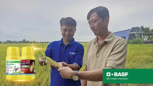 Chủ động phòng bệnh giai đoạn trổ, nâng chất lượng hạt lúa