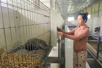Mở hướng sinh kế cho hộ nghèo với mô hình nuôi chồn hương