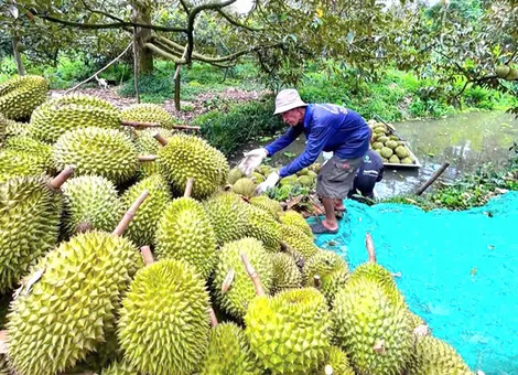 Nâng cao hiệu quả quản lý vùng trồng, cơ sở đóng gói nông sản