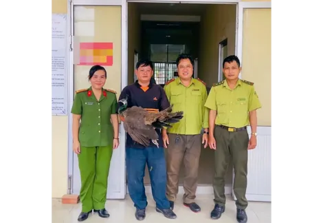 Người dân phường Cái Răng giao nộp cá thể công Ấn Độ