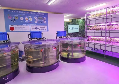 Ứng dụng AI và cảm biến giúp tăng năng suất cây trồng trong nhà kính