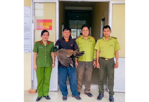 Người dân phường Cái Răng giao nộp cá thể công Ấn Độ