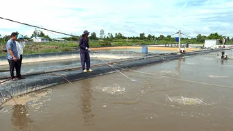 Nuôi tôm ao lưới tiết kiệm chi phí, tăng thêm lợi nhuận