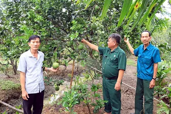 Chuyển sang trồng bưởi da xanh, lão nông bỏ túi hàng trăm triệu mỗi năm