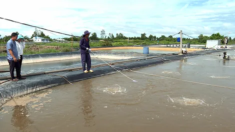 Nuôi tôm ao lưới tiết kiệm chi phí, tăng thêm lợi nhuận