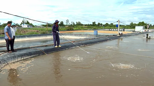 Nuôi tôm ao lưới tiết kiệm chi phí, tăng thêm lợi nhuận
