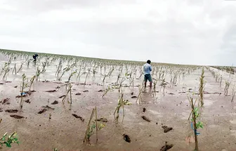 Chủ động quản lý và phát triển rừng, góp phần bảo vệ môi trường, ứng phó biến đổi khí hậu
