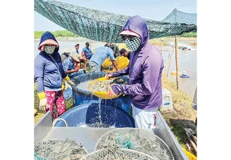 Ứng dụng công nghệ cao, phát triển nuôi trồng thủy sản bền vững
