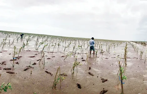Chủ động quản lý và phát triển rừng, góp phần bảo vệ môi trường, ứng phó biến đổi khí hậu