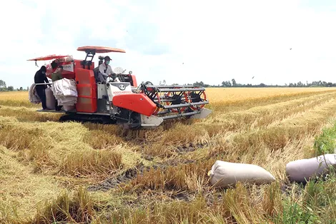 TP Cần Thơ đã thu hoạch 66% diện tích lúa hè thu