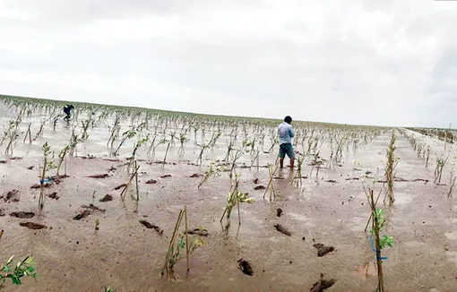 Chủ động quản lý và phát triển rừng, góp phần bảo vệ môi trường, ứng phó biến đổi khí hậu