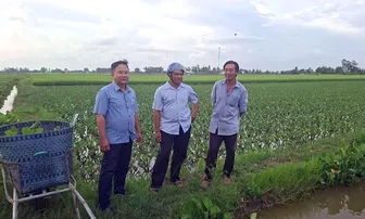 Cây cù nèo gieo hy vọng thoát nghèo