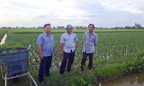 Cây cù nèo gieo hy vọng thoát nghèo