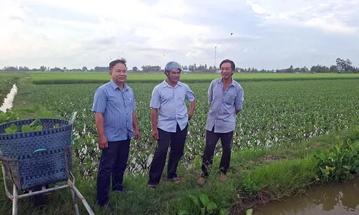 Cây cù nèo gieo hy vọng thoát nghèo