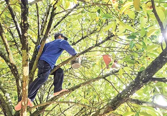 TP Cần Thơ thu hoạch trên 1 triệu tấn trái cây