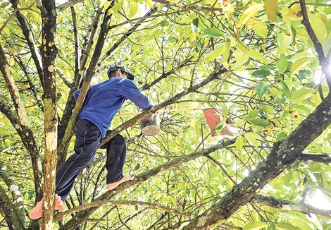 TP Cần Thơ thu hoạch trên 1 triệu tấn trái cây