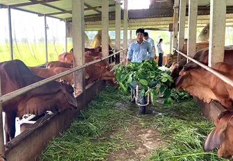 Hiệu quả kép từ chăn nuôi “2 trong 1”
