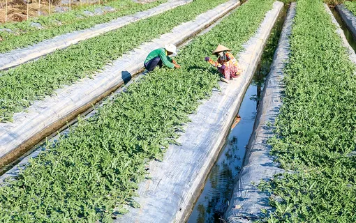 Chăm sóc, bảo vệ lúa,rau màu mùa mưa lũ