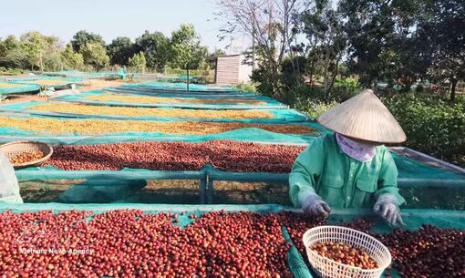 Vietnamese coffee exports poised for strong finish toward year-end