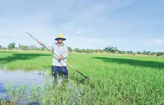Diện tích trồng lúa giảm gần 80.000ha