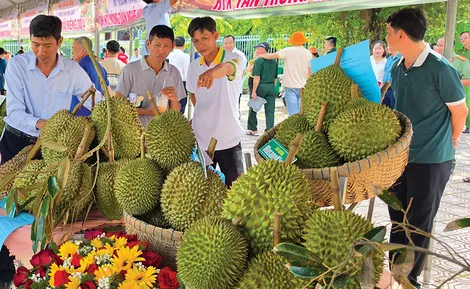 Hiện đại hóa nông nghiệp từ tư duy liên kết chuỗi