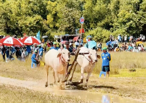 ពិ​ធី​ប្រ​ណាំង​គោ​នៅ​វត្ត​រោទ៍​-លក្ខ​ណៈវប្ប​ធម៌​ខ្មែរ​ដ៏​ល្អ​នៅ​តំ​បន់​បៃ​ណូយ