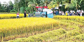 Định hình vùng sản xuất lúa chất lượng cao