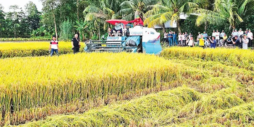 Shaping high-quality rice production zones