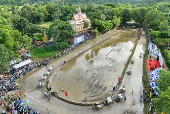 Từng bừng hội đua bò chùa Rô