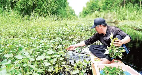 Dưới tán rừng U Minh Hạ