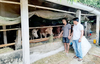 ធ្វើស្រែយកចំបើងគួបផ្សំនឹងចិញ្ចឹមគោ