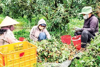 Phòng trừ dịch hại trên cây ăn trái bằng “giải pháp xanh”
