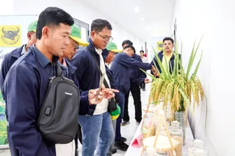 Chuyển giao các giống lúa chất lượng cao giữa Việt Nam và Campuchia