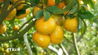 Quýt hồng Đồng Tháp - từ vườn cây đến sản phẩm du lịch nông nghiệp
