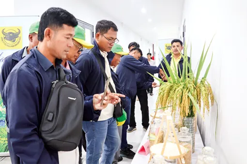 Chuyển giao các giống lúa chất lượng cao giữa Việt Nam và Campuchia