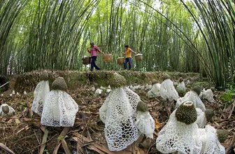 FAO: Hơn 5 tỉ người phụ thuộc vào rừng để mưu sinh
