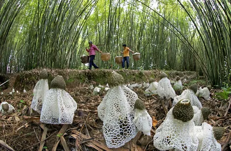 FAO: Hơn 5 tỉ người phụ thuộc vào rừng để mưu sinh