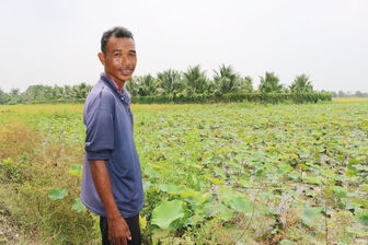 លំនឹងជីវភាពផ្តើមពីដាំឈូកយកក្រឳ