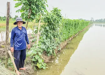 Tăng thu nhập nhờ trồng rau màu mùa nước nổi