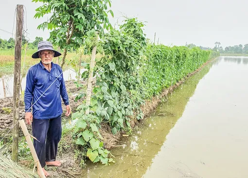 Tăng thu nhập nhờ trồng rau màu mùa nước nổi