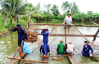 Phấn đấu sản lượng thủy sản năm 2026 đạt hơn 819.000 tấn