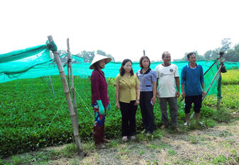 ជីរ​រណារ​ – ដំ​ណាំ​ផ្តល់​ប្រាក់​ចំ​ណូល​គ្រាន់​បើ​ជូន​មា​មីង​នៅ​សង្កាត់​សុក​ត្រាំង​