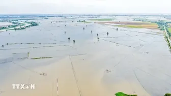 Mưa lũ phức tạp gây thiệt hại tại vùng Đồng Tháp Mười