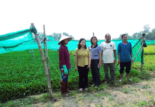 ជីរ​រណារ​ – ដំ​ណាំ​ផ្តល់​ប្រាក់​ចំ​ណូល​គ្រាន់​បើ​ជូន​មា​មីង​នៅ​សង្កាត់​សុក​ត្រាំង​