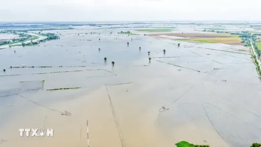 Mưa lũ phức tạp gây thiệt hại tại vùng Đồng Tháp Mười