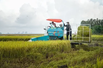 Phát huy hiệu quả mô hình sản xuất lúa chất lượng cao, phát thải thấp
