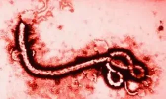 Không nên hoang mang trước những thông tin chưa kiểm chứng về virus Ebola