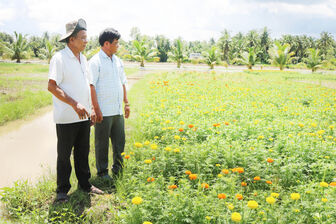 រក​បាន​ប្រាក់​ចំ​ណូល​លំ​នឹង​ពី​ការ​ដាំ​ផ្កា​ស្បៃ​រឿង​